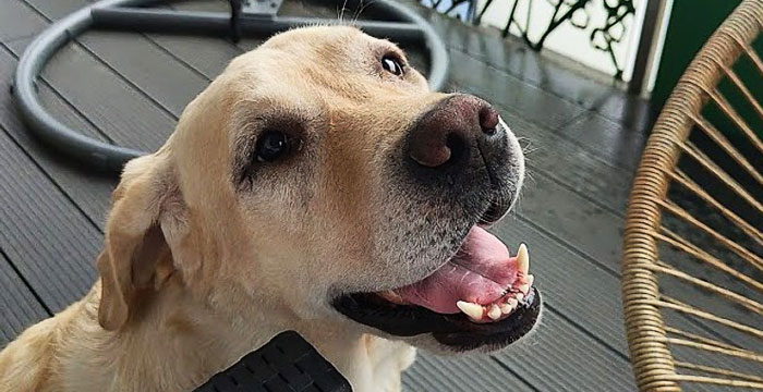 Lara, labradorka do adopcji