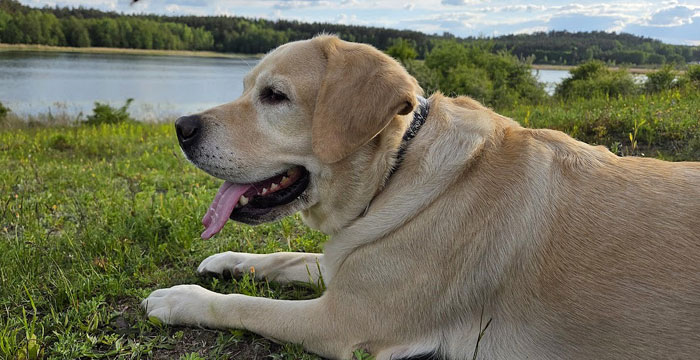Lara, labradorka do adopcji