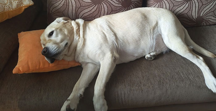 Lara, labradorka do adopcji