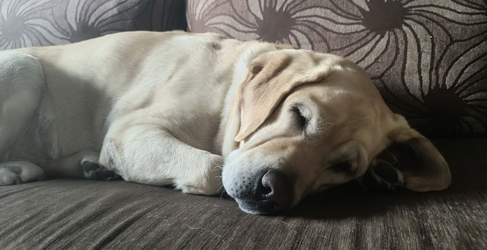 Lara, labradorka do adopcji