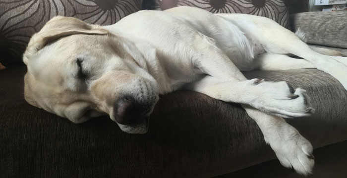 Lara, labradorka do adopcji