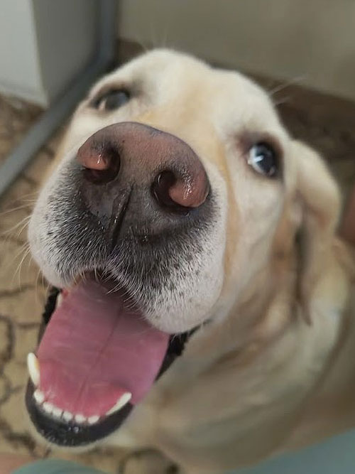 Lara, labradorka do adopcji