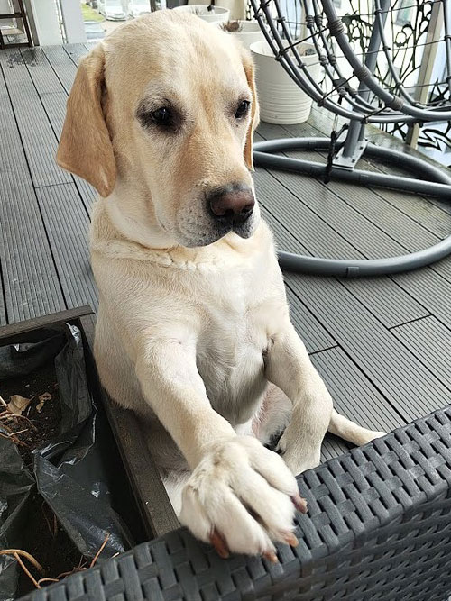 Lara, labradorka do adopcji