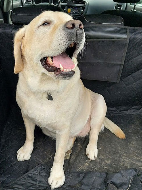 Lara, labradorka do adopcji