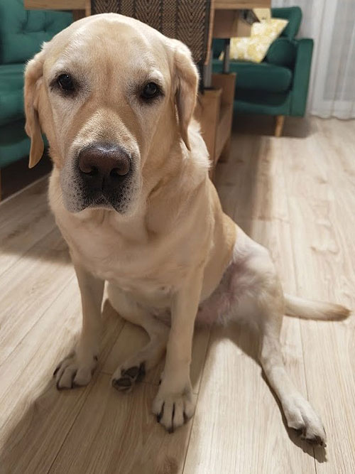 Lara, labradorka do adopcji