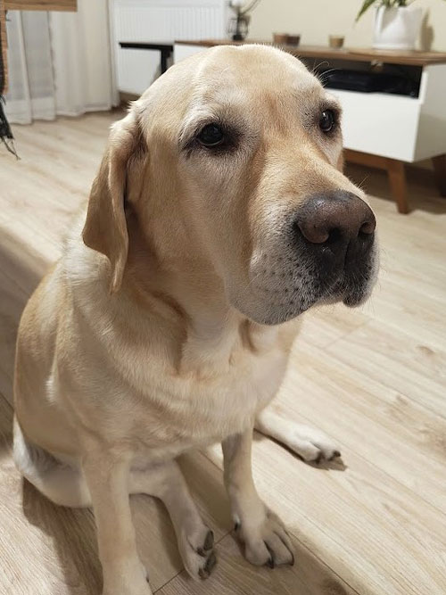 Lara, labradorka do adopcji