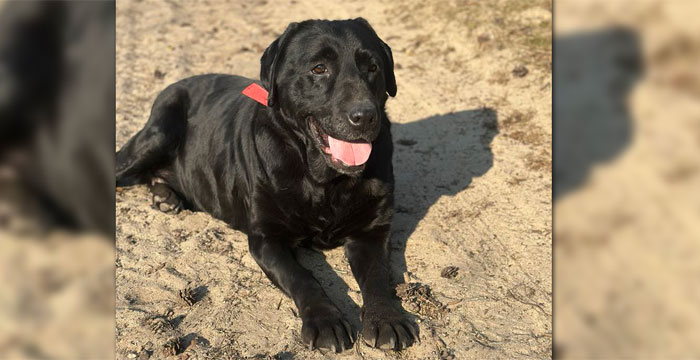Tekila, labradorka do adopcji