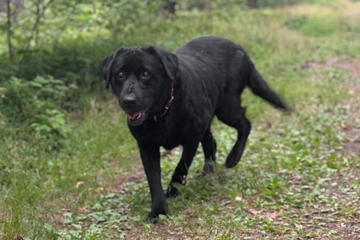 Tekila, labradorka do adopcji