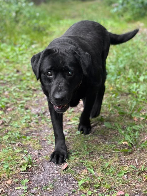 Tekila, labradorka do adopcji