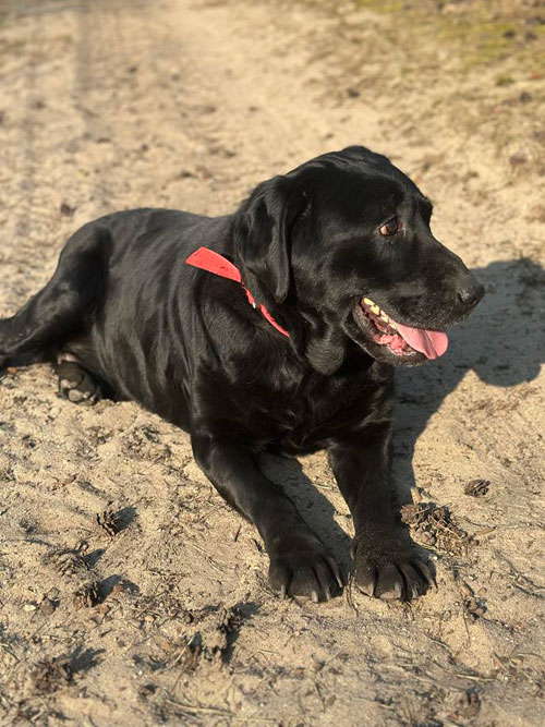 Tekila, labradorka do adopcji