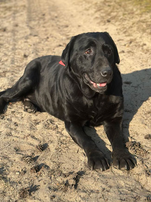 Tekila, labradorka do adopcji