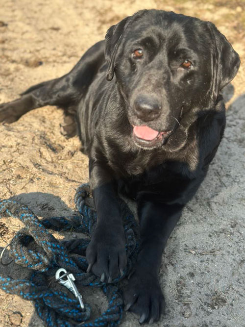 Tekila, labradorka do adopcji