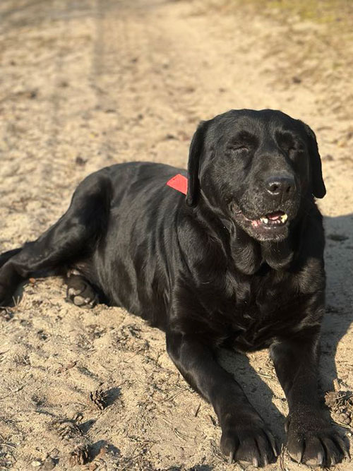 Tekila, labradorka do adopcji