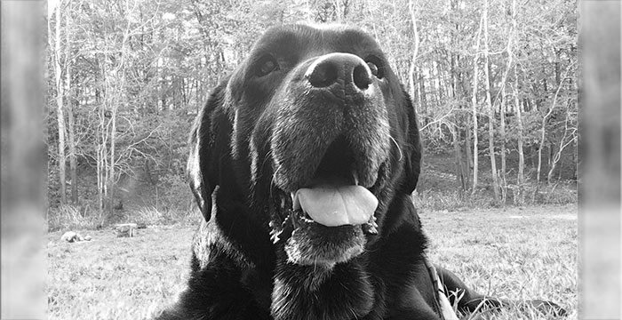 Labrador Tom