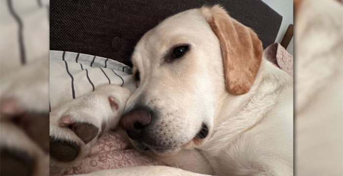 Wala, labradorka do adopcji