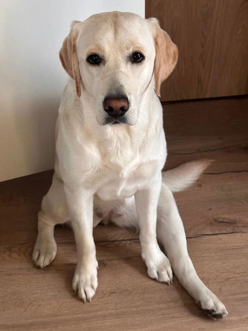 Wala, labradorka do adopcji