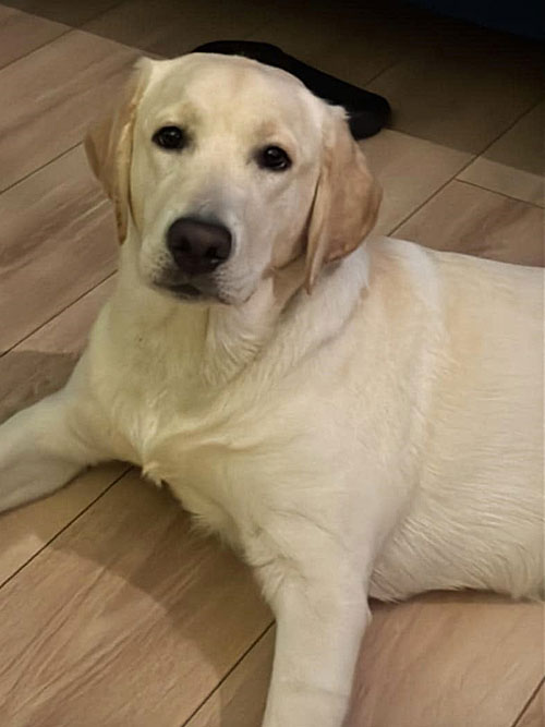 Wala, labradorka do adopcji