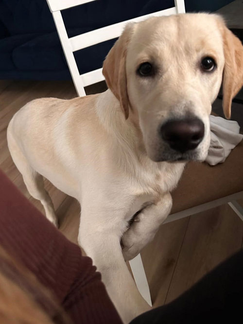 Wala, labradorka do adopcji