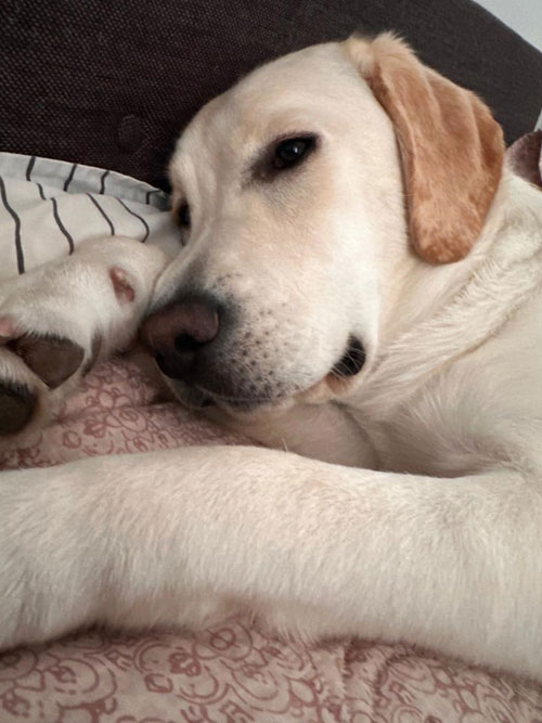 Wala, labradorka do adopcji