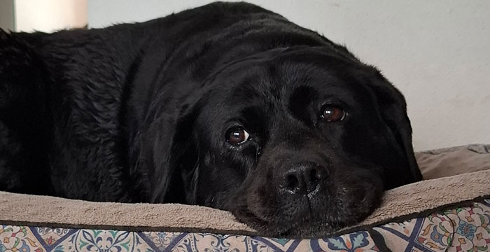 Bila, labradorka za Tęczowym Mostem