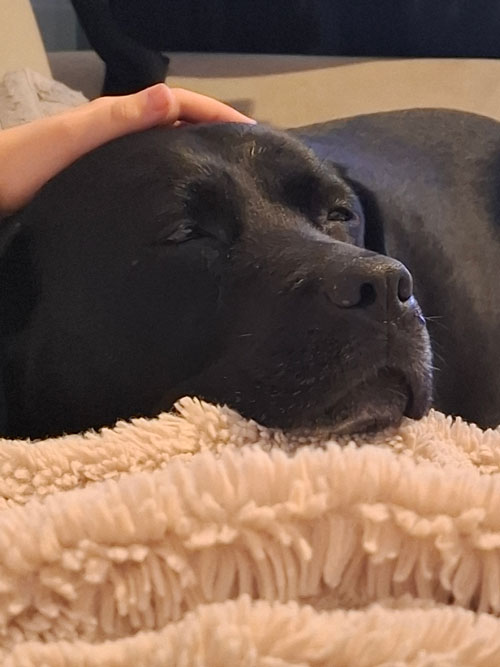 Bila, labradorka za Tęczowym Mostem