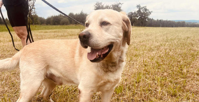 Dakar, labrador do adopcji