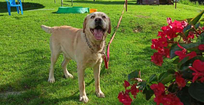 Dakar, labrador do adopcji