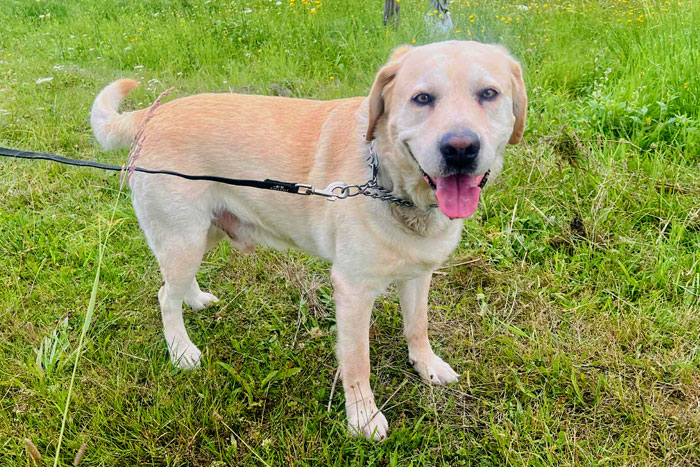 Dakar, labrador do adopcji