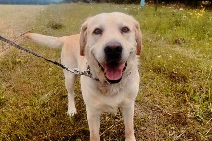 Dakar, labrador do adopcji