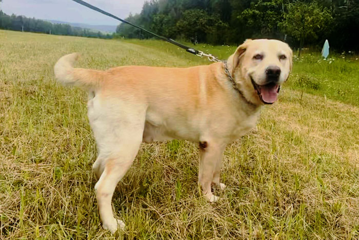 Dakar, labrador do adopcji