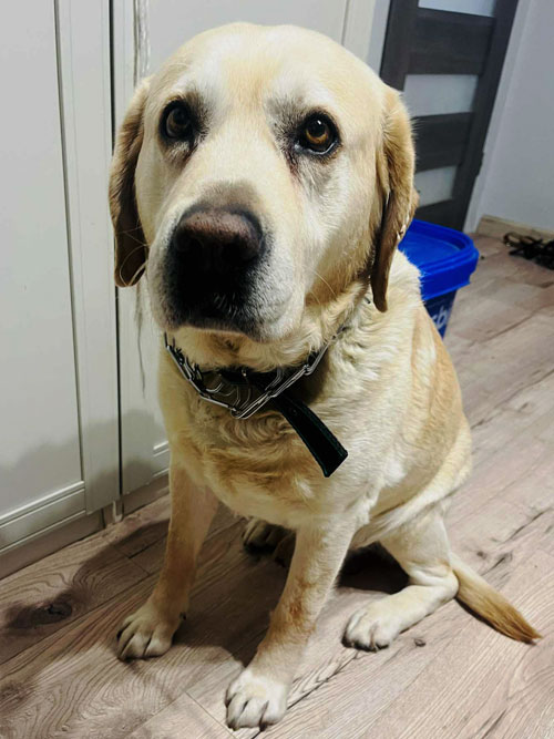 Dakar, labrador do adopcji