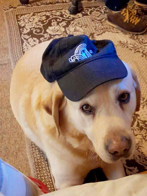 Dakar, labrador do adopcji