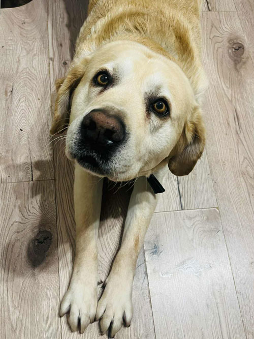 Dakar, labrador do adopcji