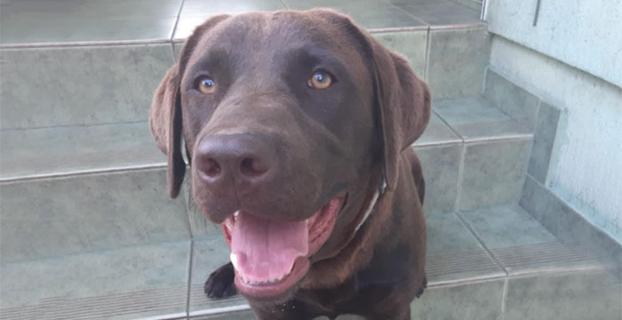 Dyzia, labradorka do adopcji