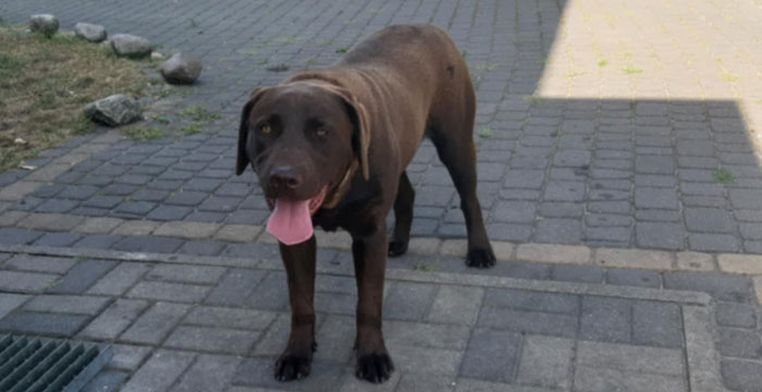 Dyzia, labradorka do adopcji