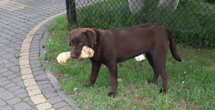 Dyzia, labradorka do adopcji
