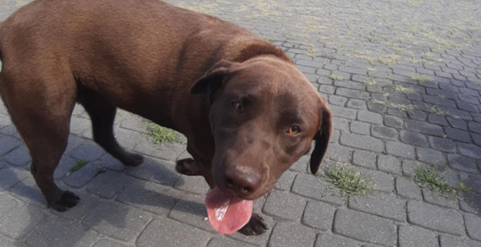 Dyzia, labradorka do adopcji