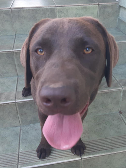 Dyzia, labradorka do adopcji