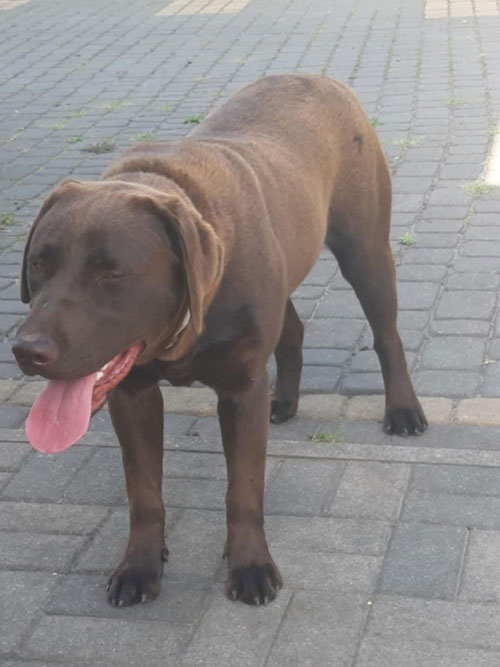 Dyzia, labradorka do adopcji