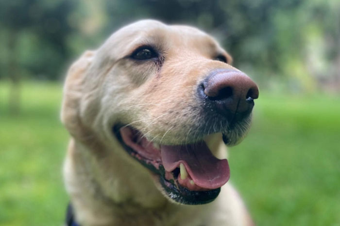 Elza, labradorka do adopcji
