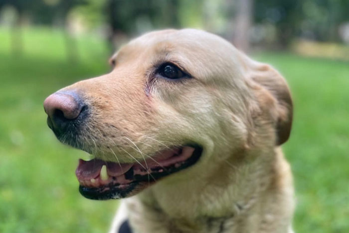 Elza, labradorka do adopcji