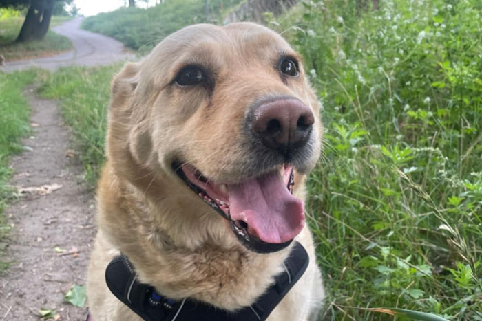 Elza, labradorka do adopcji