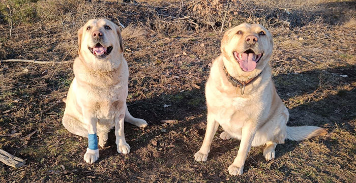 Elza i Sara, labradorki do adopcji