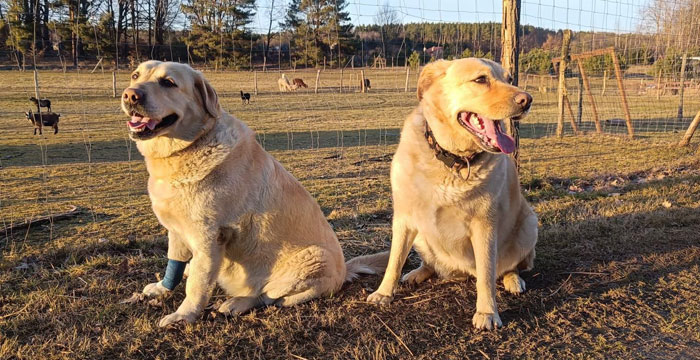 Elza i Sara, labradorki do adopcji