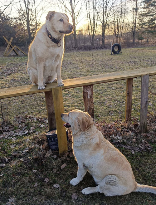 Elza i Sara, labradorki do adopcji