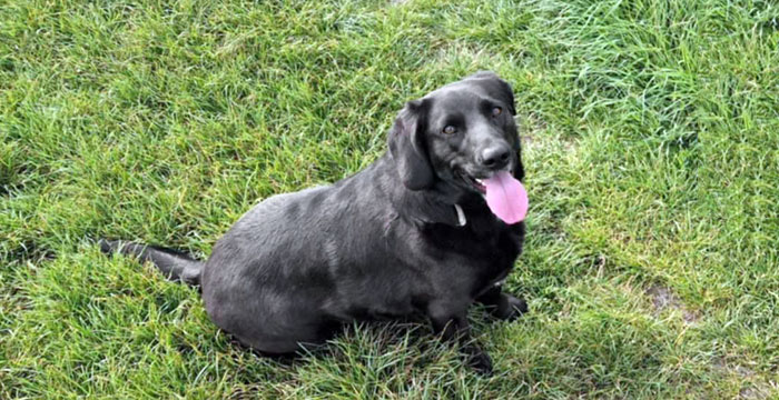 Lila, labradorka do adopcji