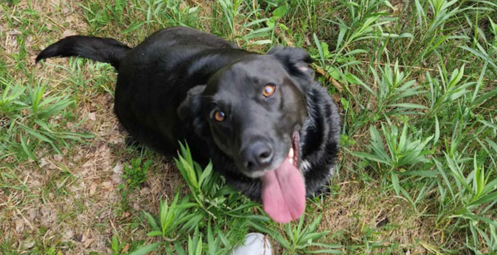 Lila, labradorka do adopcji