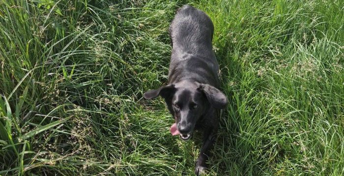 Lila, labradorka do adopcji