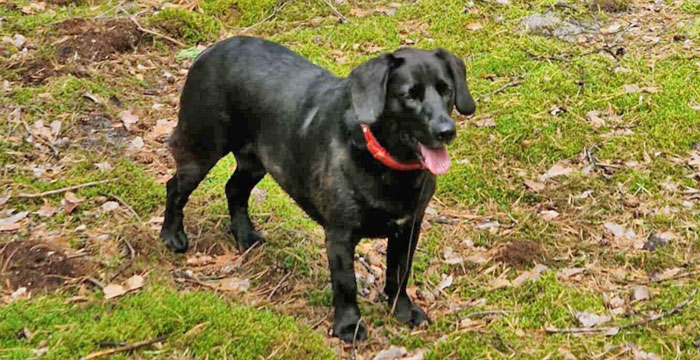 Lila, labradorka do adopcji