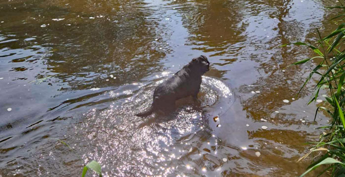 Lila, labradorka do adopcji
